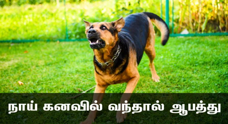 நாய் கடிக்கும் கனவு நல்லதா கேட்டதா? | Naai kadipathu Pol kanavu palan tamil |stvk.in