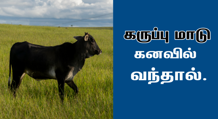 கருப்பு மாடு கனவில் வந்தால் | karuppu maadu kanavil vanthal palangal | stvk.in